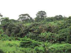 Ghana countryside