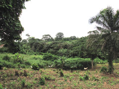 Ghana countryside