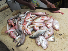 The fish market in the port of Cotonou