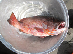 The fish market in the port of Cotonou