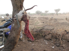 The Dogon People: near the weekly market