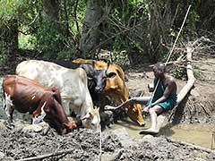 The Surma love their cattle !