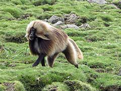 Simien Mountains National Park, gelada baboons ( UNESCO World Heritage Site ) 