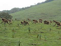 Simien Mountains National Park, gelada baboons ( UNESCO World Heritage Site )