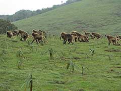 Simien Mountains National Park, gelada baboons ( UNESCO World Heritage Site )