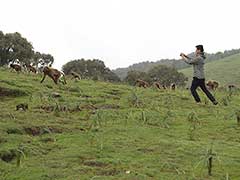 Simien Mountains National Park, gelada baboons ( UNESCO World Heritage Site )