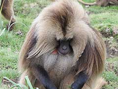 Simien Mountains National Park, gelada baboons ( UNESCO World Heritage Site )