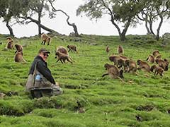 Simien Mountains National Park, gelada baboons ( UNESCO World Heritage Site )