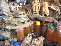 A market in Bamako : "products" for use in traditional medicine as well as by "sorcerers".