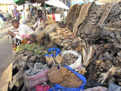 A market in Bamako : "products" for use in traditional medicine as well as by "sorcerers".