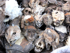 A market in Bamako : "products" for use in traditional medicine as well as by "sorcerers".