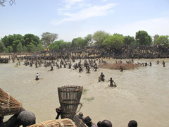 Bandiagara, Mali : Dogon Fish Festival or Ritual