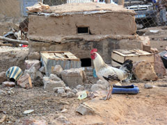 A Mauritanian chicken's house : Home Sweet Home.