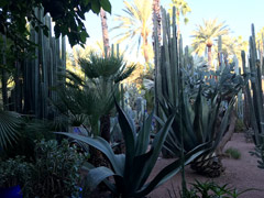 Majorelle Garden