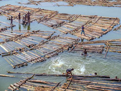 Makoko youths like to play, swim and fish from these floating rafts of the harvested timber that flow down from upstream. 