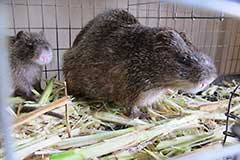 This big rodent is called a Grass Cutter, and is a very popular delicacy all over West Africa.