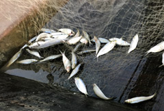 Makoko : the catch of the young fishermen