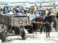 The return of the fishermen in Dakar: evening: the Serer people.