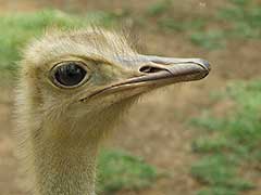 an ostrich