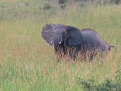 An elephant in Murchison Falls National Park