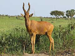 hartebeest