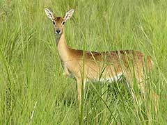 An oribi in Murchison Falls National Park