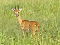 oribi