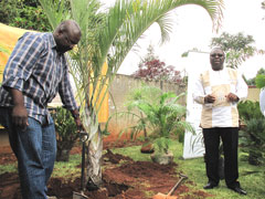 memorial palm tree