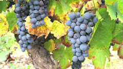 Gamay Grapes