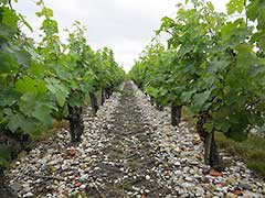 Bordeaux wine vinyards