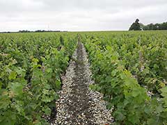 Bordeaux wine vinyards