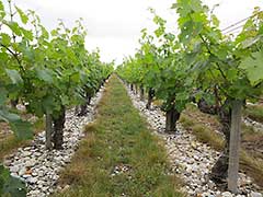 Bordeaux wine vinyards