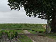 Bordeaux wine vinyards