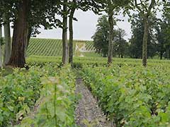 Bordeaux wine vinyards