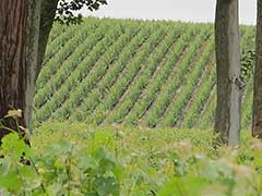 Bordeaux wine vinyards