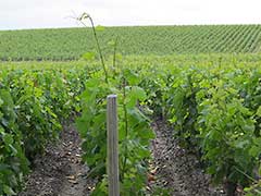 Bordeaux wine vinyards