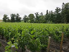 Bordeaux wine vinyards : Cabernet Franc