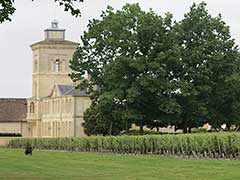 Bordeaux wine vinyards : Cabernet Franc