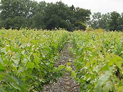 Bordeaux wine vinyards