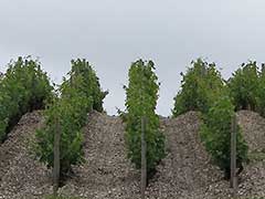 Bordeaux wine vinyards : Cabernet Franc