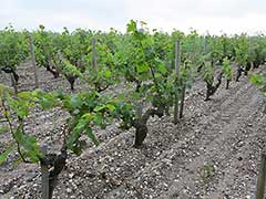 Bordeaux wine vinyards