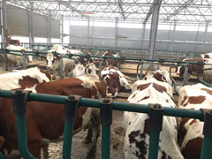 The cows at the Floating Farm look really happy.