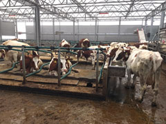 The Floating Farm of Rotterdam.