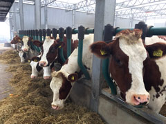 The very friendly cows at the Floating Farm are fed hay mixed with ground-up unsold whole grain bread from the local bakeries, bell peppers, green beans, and oranges. Apparently, they love oranges!