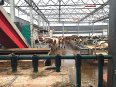 The cows on the floating farm voluntarily go to the milking robots to be milked at their convenience!