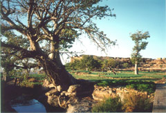 Les champs d’oignons verts de Sanga, un village dogon.