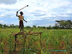 Les Hamers de la Vallée de l'Omo : Ethiopie