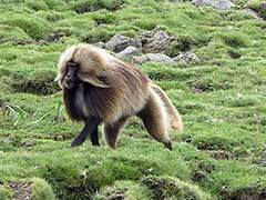 Parc National du Simien ( UNESCO Patrimoine Mondial ), babouins gélada