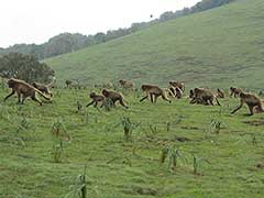 Parc National du Simien ( UNESCO Patrimoine Mondial ), babouins gélada