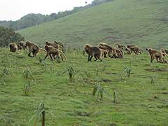 Parc National du Simien ( UNESCO Patrimoine Mondial ), babouins gélada